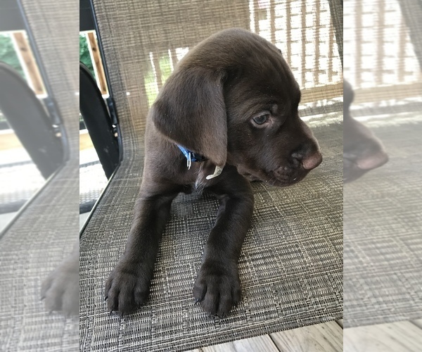 Medium Photo #12 German Shorthaired Pointer Puppy For Sale in SUMMERSVILLE, WV, USA
