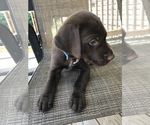 Small Photo #12 German Shorthaired Pointer Puppy For Sale in SUMMERSVILLE, WV, USA