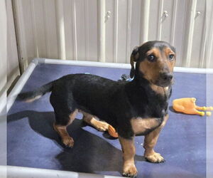 Basschshund Dogs for adoption in Foristell, MO, USA
