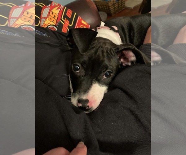 Medium Photo #1 American Pit Bull Terrier-Unknown Mix Puppy For Sale in Germantown, OH, USA