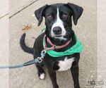 Small Photo #4 Labrador Retriever-Retriever  Mix Puppy For Sale in Washington, DC, USA