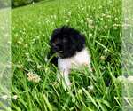 Small Photo #2 Havanese Puppy For Sale in HOUSTON, TX, USA