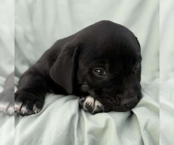 Medium Photo #2 Labrador Retriever-Unknown Mix Puppy For Sale in San Diego, CA, USA