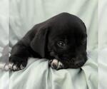 Small #1 Labrador Retriever Mix
