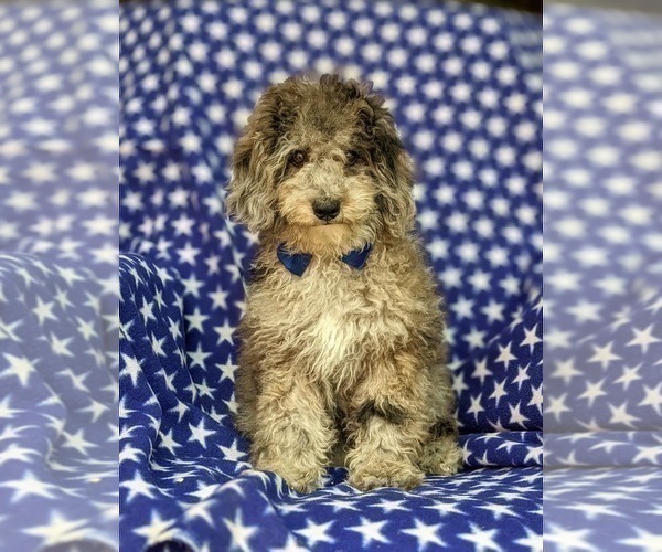 Medium Photo #4 Poodle (Miniature) Puppy For Sale in RISING SUN, MD, USA