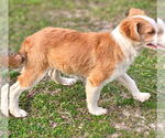 Small #3 Australian Shepherd-Jack Russell Terrier Mix