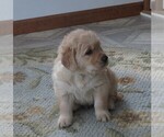 Small Photo #2 English Cream Golden Retriever Puppy For Sale in MECHANICSVILLE, MD, USA