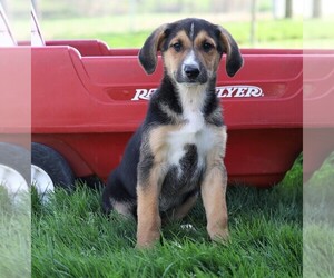 German Shepherd Dog-Unknown Mix Puppy for sale in FREDERICKSBG, OH, USA