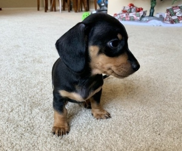 Medium Photo #3 Dachshund Puppy For Sale in CHANDLER, AZ, USA