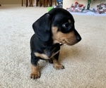 Small Photo #3 Dachshund Puppy For Sale in CHANDLER, AZ, USA