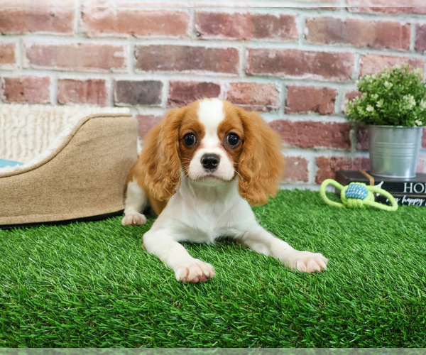 Medium Photo #5 Cavalier King Charles Spaniel Puppy For Sale in SYRACUSE, IN, USA