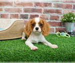 Small #4 Cavalier King Charles Spaniel