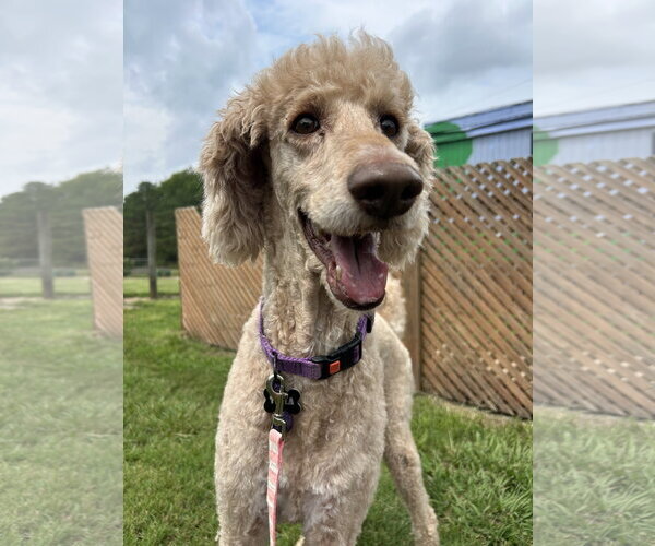 Medium Photo #2 Poodle (Standard)-Unknown Mix Puppy For Sale in Pacolet, SC, USA