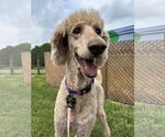 Small #1 Poodle (Standard) Mix