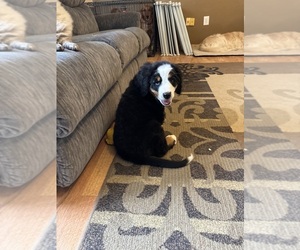 Bernese Mountain Dog Puppy for Sale in BAYARD, Nebraska USA