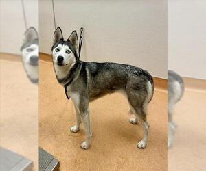 Siberian Husky-Unknown Mix Dogs for adoption in Martinez, CA, USA