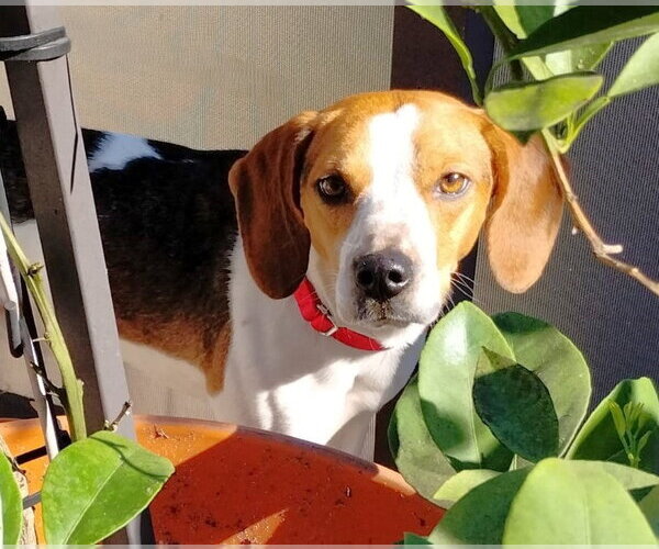 Medium Photo #4 Beagle Puppy For Sale in Dunnellon, FL, USA