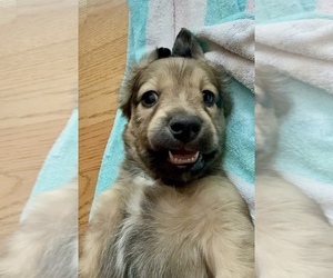 Dachshund Puppy for sale in LANEXA, VA, USA
