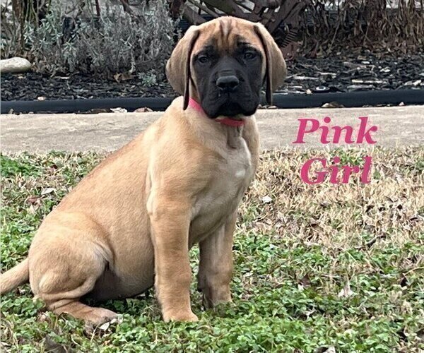 Medium Photo #24 Mastiff Puppy For Sale in BIXBY, OK, USA