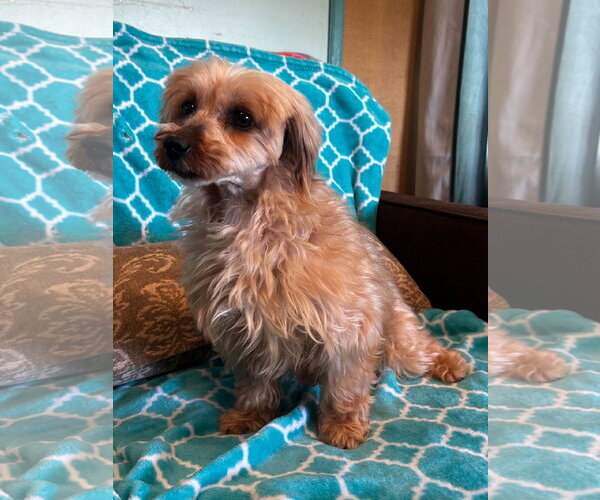 Medium Photo #3 Mutt Puppy For Sale in Pacolet, SC, USA