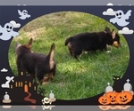 Small Photo #62 Pembroke Welsh Corgi-Scottish Terrier Mix Puppy For Sale in GREELEY, CO, USA