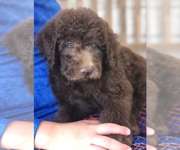 Medium Photo #15 Labradoodle Puppy For Sale in JARRELL, TX, USA