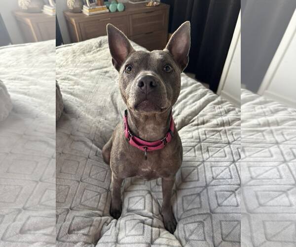 Medium Photo #7 Mutt Puppy For Sale in Greenville, SC, USA