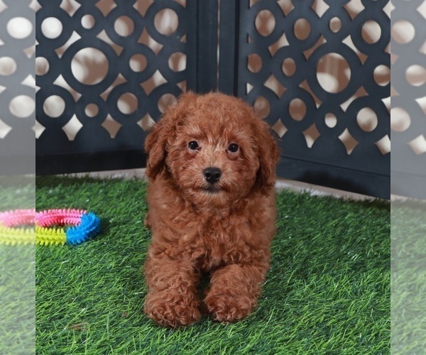 Medium Photo #1 Poodle (Miniature) Puppy For Sale in MOUNT VERNON, OH, USA