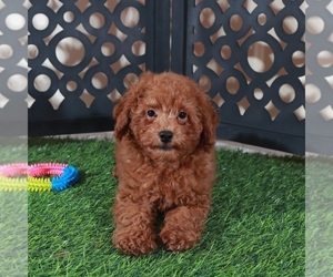 Poodle (Miniature) Puppy for Sale in MOUNT VERNON, Ohio USA