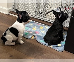 French Bulldog Puppy for sale in CLEMENTON, NJ, USA