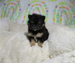 Small #3 Pomeranian