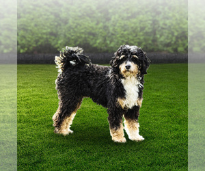 Father of the Miniature Bernedoodle puppies born on 02/04/2022