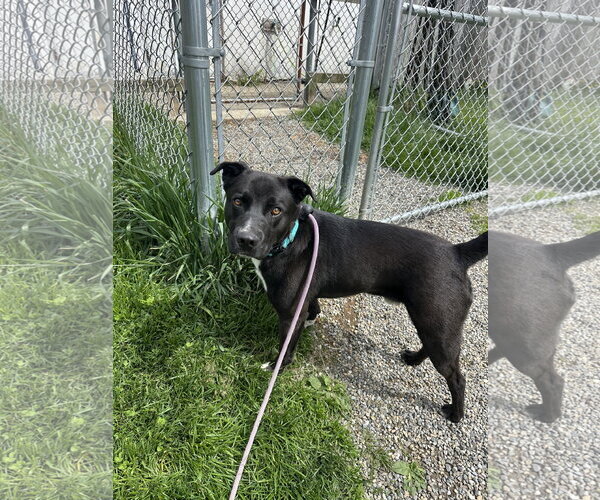 Medium Photo #2 Labrador Retriever-Unknown Mix Puppy For Sale in Rockaway, NJ, USA