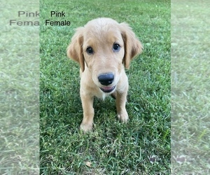 Golden Retriever Puppy for Sale in UNICOI, Tennessee USA