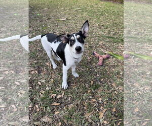 Siberian Husky-Unknown Mix Dogs for adoption in Sanford, FL, USA