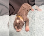 Small #3 Great Dane