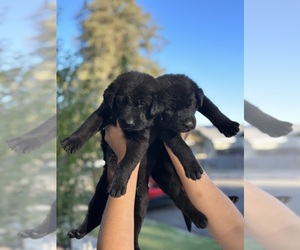German Shepherd Dog-Unknown Mix Puppy for sale in LODI, CA, USA