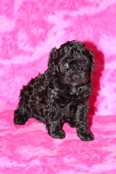 Medium Photo #1 Poodle (Toy) Puppy For Sale in GRAY, LA, USA