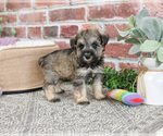 Small #5 Schnauzer (Miniature)