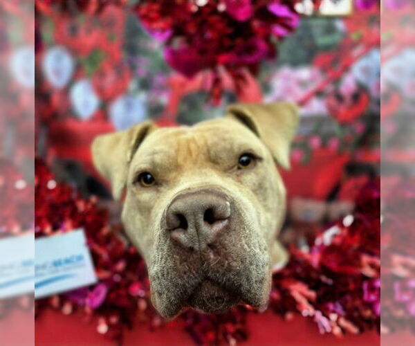 Medium Photo #3 Mutt Puppy For Sale in Long Beach, CA, USA