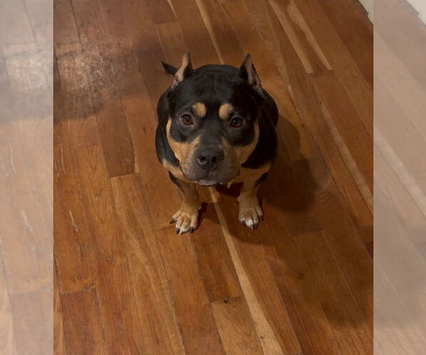 Medium Photo #3 American Staffordshire Terrier-Rottweiler Mix Puppy For Sale in Cuyahoga Falls , OH, USA