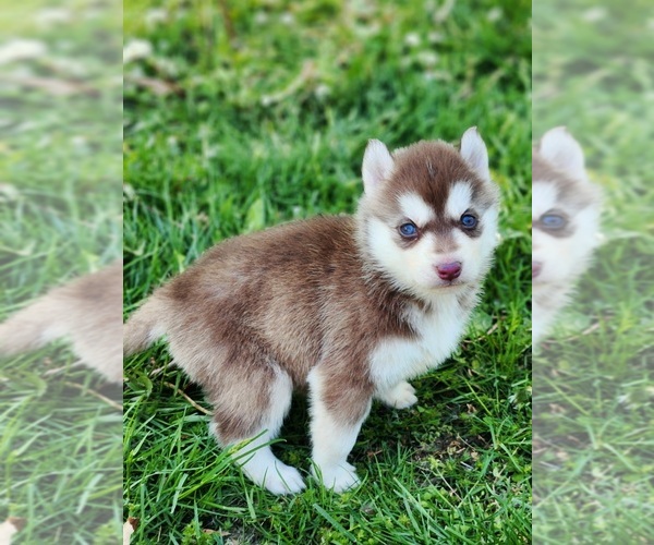 Medium Photo #8 Siberian Husky Puppy For Sale in KANSAS CITY, MO, USA
