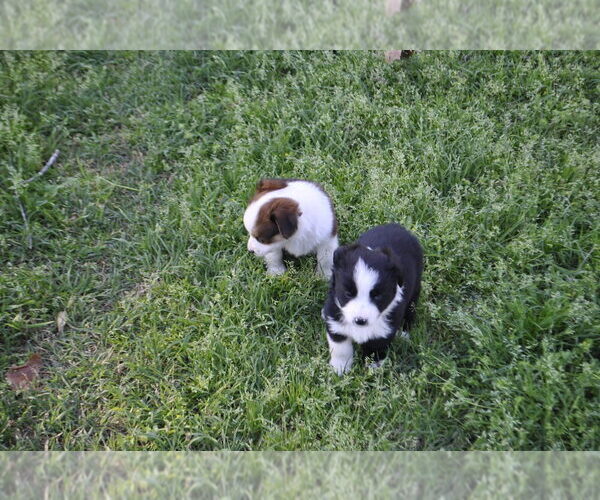 Medium Photo #13 Miniature Australian Shepherd Puppy For Sale in SWAN, TX, USA