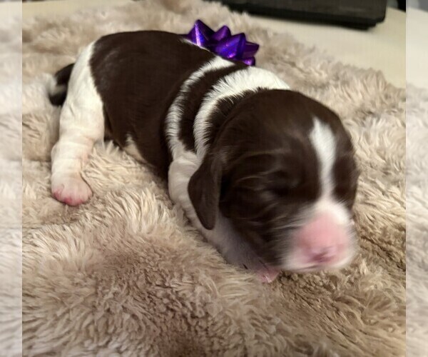 Medium Photo #2 English Springer Spaniel Puppy For Sale in TUALATIN, OR, USA