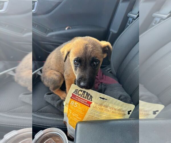 Medium Photo #1 Mutt Puppy For Sale in Calgary, Alberta, Canada