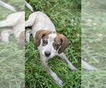 Small #2 Mutt