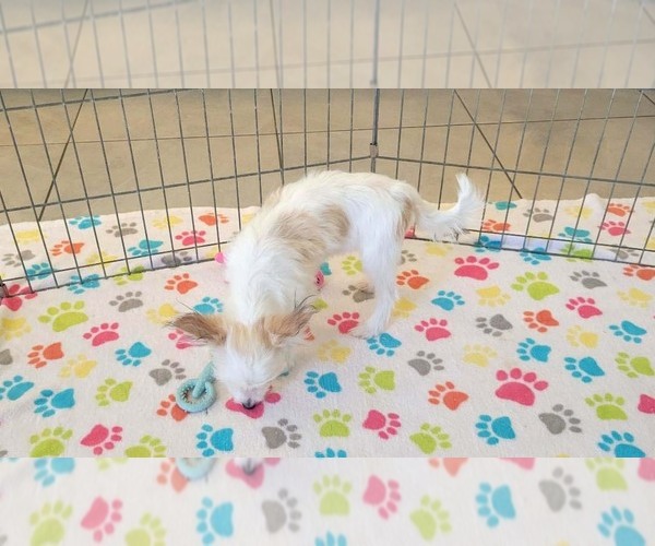 Medium Photo #6 Papitese Puppy For Sale in ORO VALLEY, AZ, USA