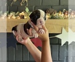 Puppy Male 4 American Bulldog