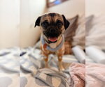 Small #3 Pug Mix