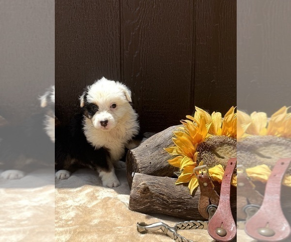Medium Photo #3 Australian Shepherd Puppy For Sale in EUSTIS, FL, USA